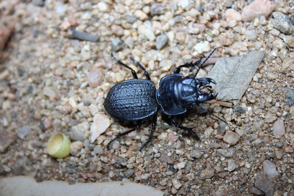 Philoscaphus tuberculatus