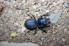 Philoscaphus