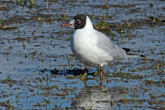 Chroicocephalus ridibundus