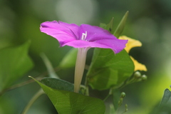 Ipomoea dumosa