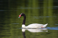 Cygnus melancoryphus