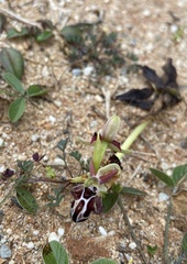 Ophrys cretica