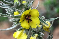 Verbascum boerhavii