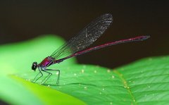 Mnesarete cupraea