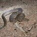 Eastern Large-blotched Python - Photo (c) Adam Yates, some rights reserved (CC BY-NC), uploaded by Adam Yates