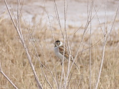 Emberiza schoeniclus