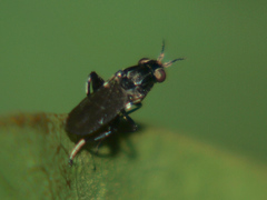 Elachiptera