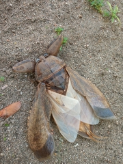 Lethocerus collosicus