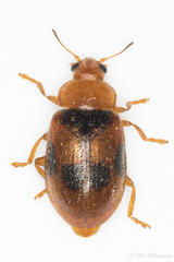Coccidula scutellata