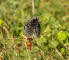 Phoenicurus ochruros