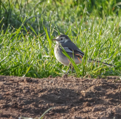 Motacilla alba