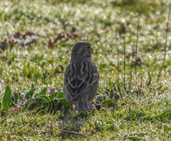 Emberiza calandra