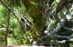 Clematis quadribracteolata