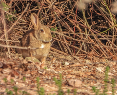 Oryctolagus cuniculus