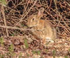 Oryctolagus cuniculus
