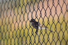 Zonotrichia capensis