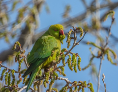 Psittacula krameri