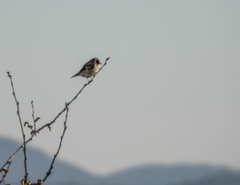 Carduelis carduelis