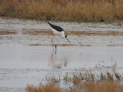 Himantopus himantopus