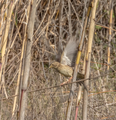 Emberiza calandra