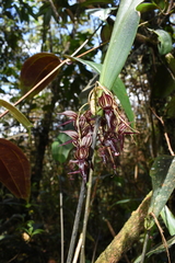 Pleurothallis lindenii