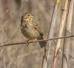 Emberiza calandra