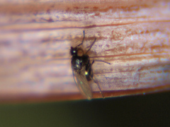 Hydrellia albilabris
