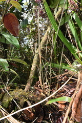 Pleurothallis lindenii