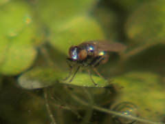 Hydrellia albilabris