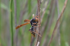 Polistes billardieri