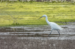 Egretta garzetta