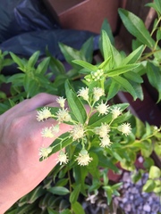 Baccharis punctulata