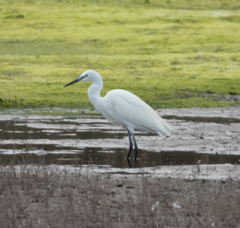 Egretta garzetta