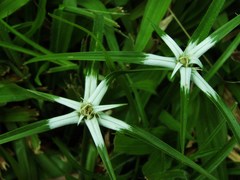 Rhynchospora nervosa