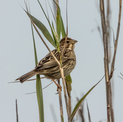 Emberiza calandra