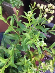 Baccharis punctulata