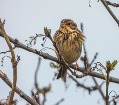 Emberiza calandra