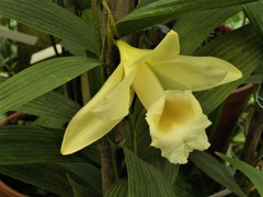 Sobralia leucoxantha