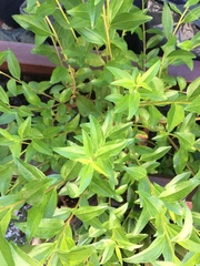 Baccharis punctulata