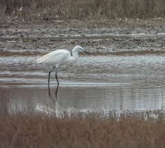 Egretta garzetta