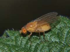 Sapromyzosoma quadripunctata