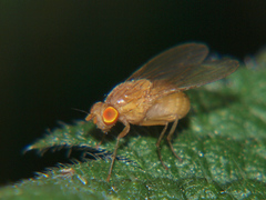 Sapromyzosoma quadripunctata