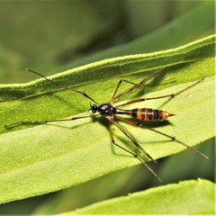 Ptychoptera quadrifasciata