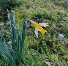 Narcissus nobilis