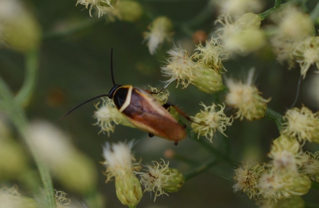 Pseudomops neglectus from Departamento Las Colonias, Santa Fe