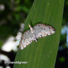 Pycnarmon
