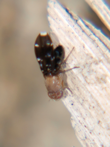 Actocetor decemguttatus