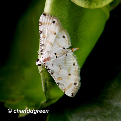Pycnarmon