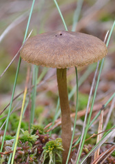 Cortinarius tubarius