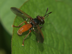 Conops aurantius